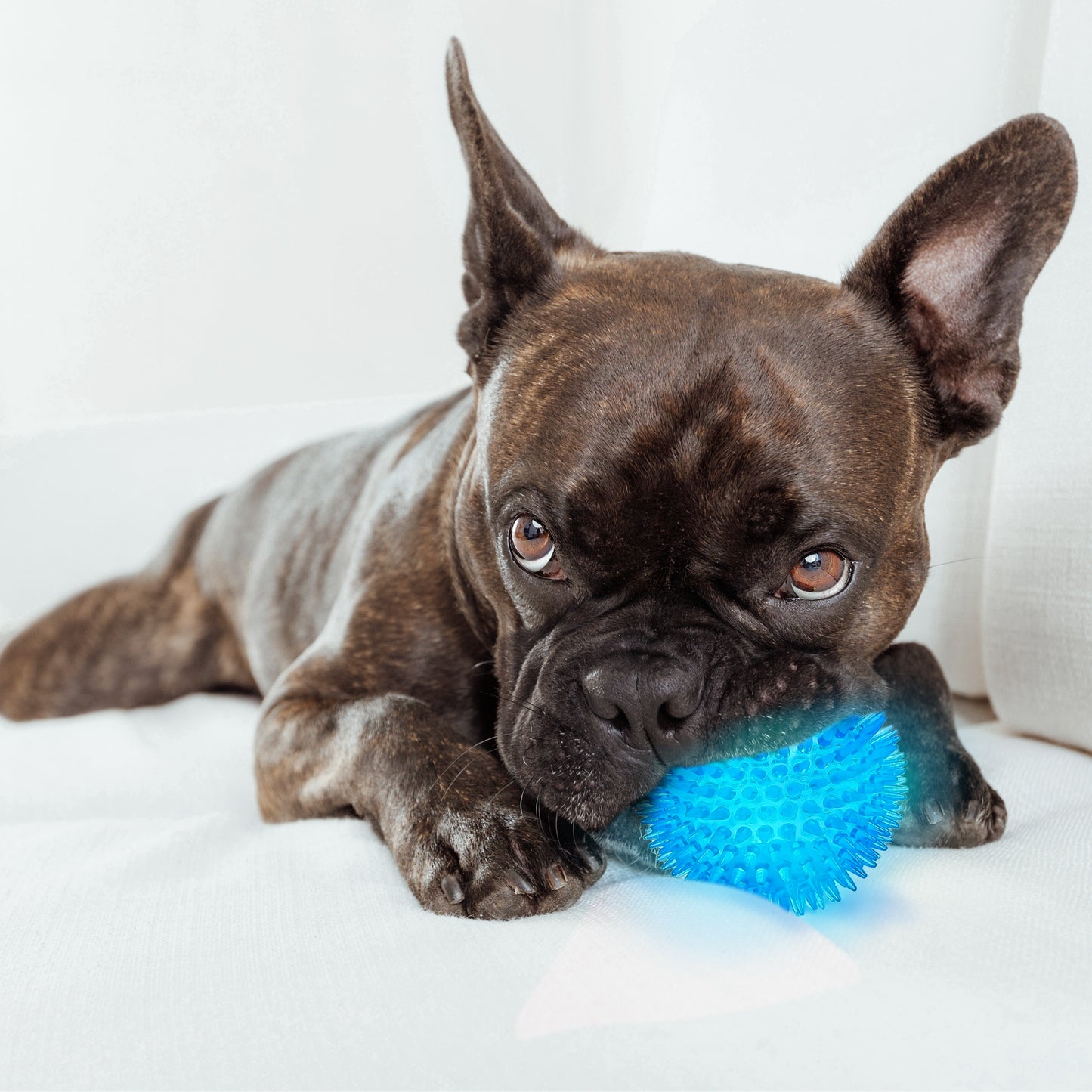 Colorful squeaky dog toys with bonus bag